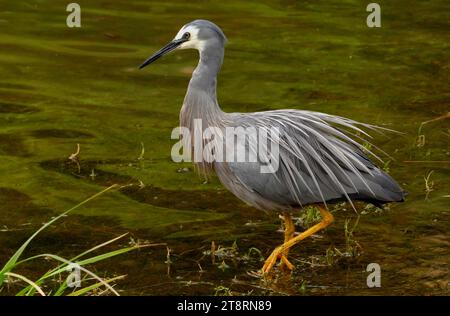 Le héron à face blanche (Egretta novaehollandiae), le héron à face blanche est le héron le plus commun de Nouvelle-Zélande, malgré son arrivée relativement récente dans ce pays. C'est un oiseau grand, élégant, bleu-gris que l'on peut voir traquer ses proies dans presque tous les habitats aquatiques, y compris les pâturages humides et les terrains de jeu. Parce qu'il occupe un espace également partagé avec les gens, il est généralement bien habitué à leur présence, et peut permettre une approche rapprochée Banque D'Images