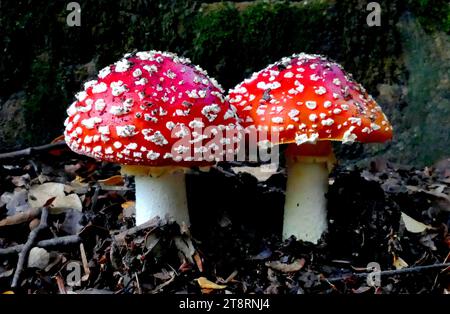 Amanita muscaria, Amanita muscaria, communément connu sous le nom d'agaric mouche ou amanita mouche, est un champignon et un champignon basidiomycète psychoactif, l'un des nombreux du genre Amanita. Originaire des régions tempérées et boréales de l'hémisphère Nord, Amanita muscaria a été introduite involontairement dans de nombreux pays de l'hémisphère Sud, généralement en symbiote avec des plantations de pins, et est maintenant une véritable espèce cosmopolite. Il s'associe à divers arbres à feuilles caduques et conifères Banque D'Images