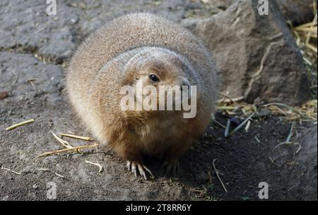 Le chien de prairie à queue noire (Cynomys ludovicianus), le chien de prairie à queue noire, appartient à la famille des écureuils et est étroitement apparenté à l'écureuil terrestre. Il a une fourrure brun jaunâtre à rougeâtre sur le dos et les côtés et une fourrure de couleur plus claire sous son cou et sur sa poitrine. Il a de petites oreilles sur les côtés de sa tête ; un long corps ; de petites pattes avant avec de longues griffes ; et une queue courte à pointe noire Banque D'Images