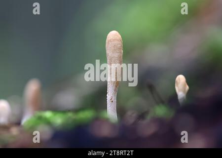 Trichoderma leucopus, aussi appelé Hypocrea leucopus, un champignon parasite de sac originaire de Finlande, pas de nom commun en anglais Banque D'Images