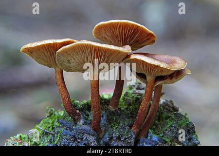 Pholiota est un genre de champignons charnus de petite à moyenne taille de la famille des Strophariaceae. Ce sont des saprobes qui vivent généralement sur le bois. Le genre a une distribution étendue, en particulier dans les régions tempérées, et contient environ 150 espèces Banque D'Images