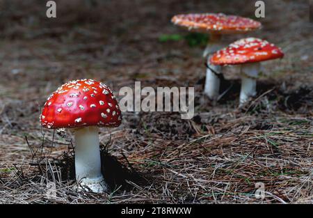 Amanita muscaria, (agaric de mouche), communément appelé Amanita muscaria de mouche ou amanita de mouche, est un champignon basidiomycète, l'un des nombreux du genre Amanita. C'est aussi un champignon muscimol. Originaire des régions tempérées et boréales de l'hémisphère Nord, Amanita muscaria a été introduite involontairement dans de nombreux pays de l'hémisphère Sud, généralement en symbiote avec des plantations de pins et de bouleaux, et est maintenant une véritable espèce cosmopolite. Il s'associe à divers arbres à feuilles caduques et conifères Banque D'Images