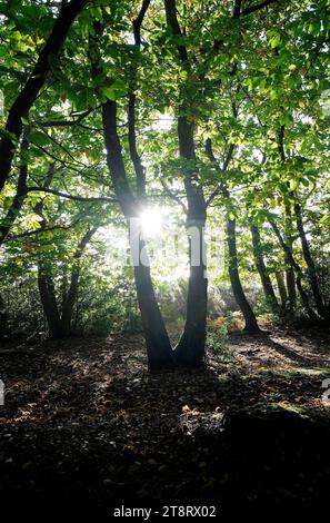 sunburst à travers les arbres dans les bois d'automne, norfolk, angleterre Banque D'Images