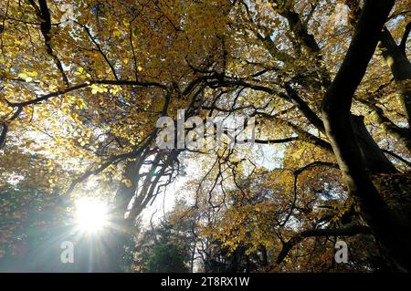 sunburst à travers les arbres dans les bois d'automne, norfolk, angleterre Banque D'Images