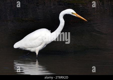 Héron blanc, (Egretta alba modesta), le héron blanc ou kotuku est bien aimé par le peuple néo-zélandais, mais il est rarement vu sauf par ceux qui le cherchent spécifiquement. Son seul site de reproduction néo-zélandais près de la lagune Okarito dans le Westland est bien connu et bien protégé, mais ailleurs il est 'he kotuku rerenga tahi' ou l'oiseau de vol unique, ce qui implique quelque chose vu peut-être une fois dans une vie. Vu à proximité, c'est un oiseau magnifique, avec sa grande taille et son plumage blanc propre Banque D'Images