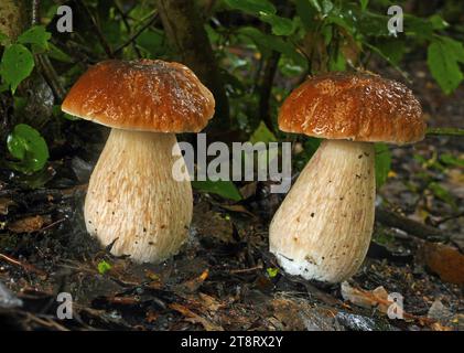 King Bolete (Boletus edulis), le King Bolete est un champignon charnu très populaire et délicieux qui pousse partout dans le monde. Il a de nombreux noms tels que roi, cep, porcini, steinpilz, penny bun et bien d'autres. Il s'agit apparemment d'un complexe d'espèces étroitement apparentées avec des regards, un habitat et une saveur similaires partout où il se trouve. Sa coloration est très variable. Une étude plus approfondie de ce groupe sera nécessaire pour trier les variantes plus précisément. Le roi est un champignon favori et familier dessiné, peint ou sculpté par des artistes. Banque D'Images