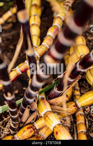 Un peuplement de Saccharum officinarum, canne à sucre. Portrait naturel de plantes alimentaires en gros plan haute résolution. Banque D'Images