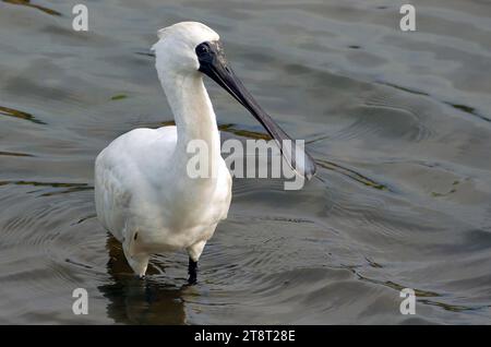 Spatule royale (Platalea regia), également connue sous le nom de spatule à bec noir, se rencontre dans les plaines intertidales et les bas-fonds des zones humides d'eau douce et salée en Australie, en Nouvelle-Zélande, en Indonésie, en Papouasie-Nouvelle-Guinée et dans les îles Salomon. Il a également été enregistré comme vagabond en Nouvelle-Calédonie Banque D'Images