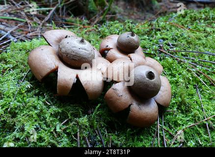 Geastrum saccatum. Geastrum saccatum, communément appelé étoile de terre arrondie, est une espèce de champignon appartenant au genre Geastrum. Il a une distribution mondiale et est trouvé poussant sur le bois pourri Banque D'Images