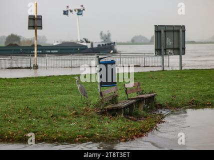 Duisburg, Allemagne. 21 novembre 2023. Une partie de la banque est inondée à Duisburg-Ruhrort. L'inondation du Rhin a atteint son apogée dans les premières villes de Rhénanie du Nord-Westphalie mardi. (À dpa/lnw : 'les inondations du Rhin atteignent leur apogée à Cologne et Düsseldorf') crédit : Oliver Berg/dpa/Alamy Live News Banque D'Images