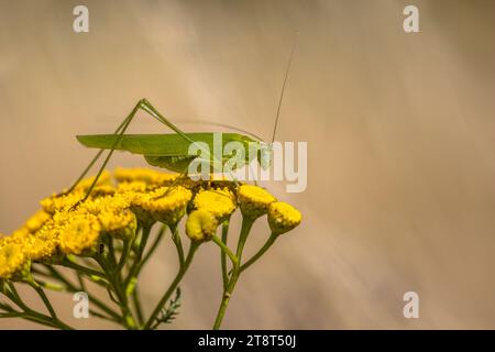Le buisson-cricket à faucille (Phaneroptera falcata) reposant sur la fleur de tansy un jour d'été. Cette espèce a étendu les limites nord de Banque D'Images
