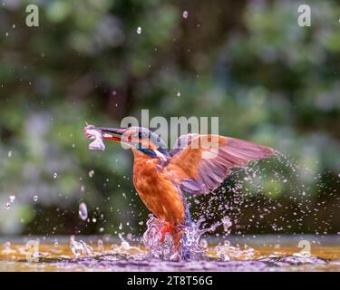 Un Kingfisher commun décolle de l'eau pour retourner à son perchoir avec un poisson dans son bec après une plongée réussie. Banque D'Images