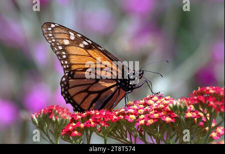 Le monarque (Danaus plexippus), le papillon monarque ou simplement monarque est un papillon de la famille des Nymphalidae. D'autres noms communs selon la région comprennent l'asphyxie, le tigre commun, le vagabond et le brun veiné noir. C'est peut-être le papillon nord-américain le plus familier et il est considéré comme une espèce emblématique de pollinisateurs Banque D'Images