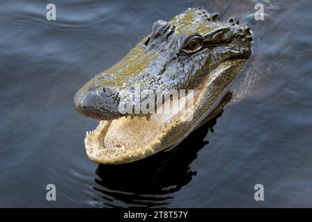 Alligator. Reptile, l'alligator américain (Alligator mississippiensis), parfois appelé alligator ou alligator commun, est un grand reptile crocodilien endémique du sud-est des États-Unis. C'est l'une des deux espèces vivantes du genre Alligator de la famille des Alligatoridae ; il est plus grand que l'autre espèce d'alligator existante, l'alligator chinois Banque D'Images