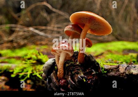 Champignons de brique (Hypholoma lateritium,), Hypholoma lateritium, parfois appelé chapeau de brique, champignon de châtaignier, chapeau de cannelle, dessus de brique, bois rouge, ou kuritake est plus rare et moins connu que ses parents, la touffe de soufre non comestible et toxique et l'Hypholoma capnoides comestible. Ses fructifications sont généralement plus grandes que l'un ou l'autre Banque D'Images