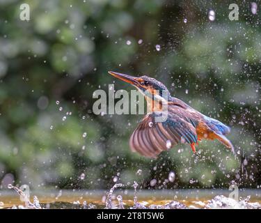 Un Kingfisher commun décolle de l'eau pour retourner à son perchoir après avoir échoué à attraper un poisson. Banque D'Images