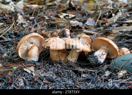 Hebeloma sp, Hebeloma est un genre de champignons de la famille des Hymenogastraceae. Trouvé dans le monde entier, il contient la tarte empoisonnée ou les gâteaux de fées et le champignon goule, d'Australie occidentale, qui pousse sur des restes d'animaux pourris Banque D'Images