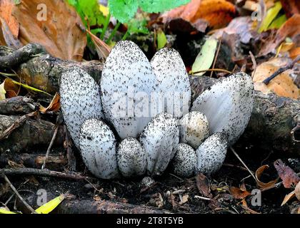 Les bouchons d'encre shaggy, Coprinus comatus, le bouchon d'encre shaggy, perruque d'avocat, ou crinière shaggy, est un champignon commun souvent vu pousser sur les pelouses, le long des routes de gravier et des zones de déchets. Les jeunes corps fruitiers apparaissent d'abord comme des cylindres blancs émergeant du sol, puis les capuchons en forme de cloche s'ouvrent Banque D'Images