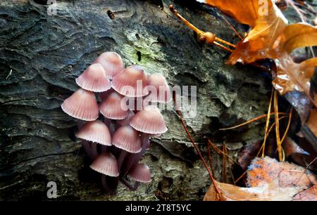 Mycena clarkeana, Mycena clarkeana est un petit champignon saprophyte, un membre des champignons à lamelles. Il pousse en grappes sur du bois mort dans la forêt dicotylédone de podocarpe de plaine dans toute la Nouvelle-Zélande en automne et au début de l'hiver. Il peut également pousser sur le bois des arbres introduits Banque D'Images