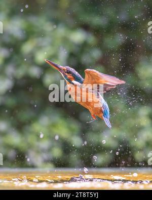 Un Kingfisher commun décolle de l'eau pour retourner à son perchoir après avoir échoué à attraper un poisson. Banque D'Images