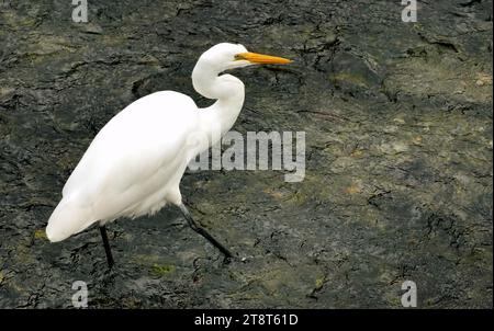 Héron blanc, rare en Nouvelle-Zélande, avec une population de seulement 100 à 120 oiseaux, l'élégant héron blanc ou kōtuku (Ardea modesta) est néanmoins commun en Inde, au Japon, en Chine et en Australie, où il est connu comme la grande aigrette. Avec un cou long et élancé, un bec jaune et des pattes fines, les hérons blancs atteignent 92 centimètres de longueur et 900 grammes de poids. En vol, leur long cou est tenu plié. Pendant l'élevage, leur bec s'assombrit et un voile de fines plumes s'étend au-delà des ailes pliées et de la queue, accentuant leur profil gracieux Banque D'Images