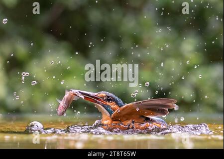 Un Kingfisher commun décolle de l'eau pour retourner à son perchoir avec un poisson dans son bec après une plongée réussie. Banque D'Images