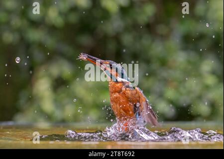 Un Kingfisher commun décolle de l'eau pour retourner à son perchoir avec un poisson dans son bec après une plongée réussie. Banque D'Images