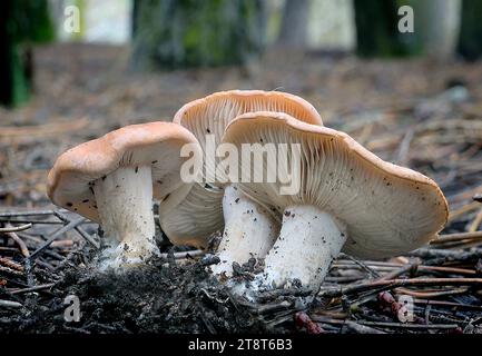 Hebeloma sp, Hebeloma est un genre de champignons de la famille des Hymenogastraceae. Trouvé dans le monde entier, il contient la tarte poison ou gâteaux de fée (Hebeloma crustuliniforme Banque D'Images