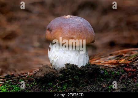 Bolete bokeh, Penny Bun Boletus edulis est un champignon très populaire. Il a de nombreux noms communs, CEP en France, Porcini en Italie et Stein Pilz en Allemagne pour n'en nommer que trois. Il a une calotte brune hémisphérique avec une lèvre blanche. La tige blanche est en forme de fuseau avec un réticulum brun ou un motif semblable à un filet. Les pores sont blancs devenant jaune verdâtre à mesure que les spores mûrissent. Les pains penny se trouvent dans les bois, généralement avec du chêne, du bouleau, du hêtre et du pin Banque D'Images