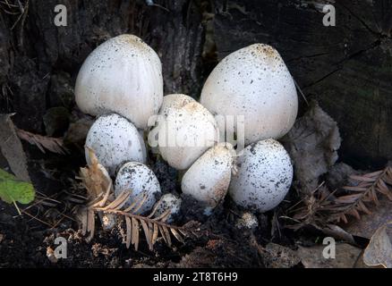 Coprinopsis atramentaria, communément connu sous le nom de calotte d'encre commune ou calotte d'encre, est un champignon comestible trouvé en Europe et en Amérique du Nord. Auparavant connu sous le nom de Coprinus atramentarius, il est le deuxième bouchon d'encre le plus connu et membre précédent du genre Coprinus après C. comatus Banque D'Images