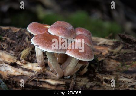 Cortinariaceae. sp, les Cortinariaceae sont une grande famille de champignons branlés trouvés dans le monde entier, contenant plus de 2100 espèces.la famille tire son nom de son plus grand genre, les espèces variées du genre Cortinarius. De nombreux genres autrefois dans les Cortinariaceae ont été placés dans diverses autres familles, y compris Hymenogastraceae, Inocybaceae et Bolbitiaceae Banque D'Images