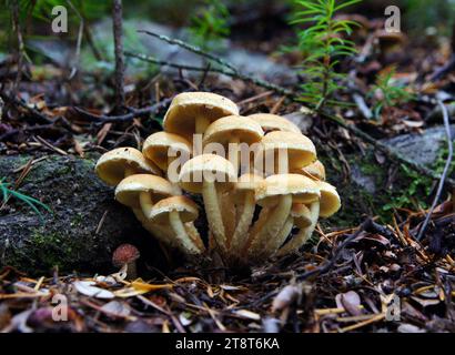 Pholiota sp?, Pholiota est un genre de champignons charnus de petite à moyenne taille de la famille des Strophariaceae. Ce sont des saprobes qui vivent généralement sur le bois. Le genre a une distribution étendue, en particulier dans les régions tempérées, et contient environ 150 espèces Banque D'Images