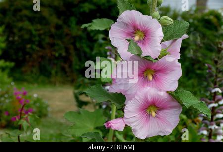 Alcea.(Hollyhock), Alcea est un genre de plus de 80 espèces de plantes à fleurs de la famille des Malvaceae, communément connues sous le nom de Hollyhocks. Ils sont originaires d'Asie et d'Europe. La seule espèce de bocal des Amériques, le bocal sauvage des berges, appartient à un genre différent Banque D'Images