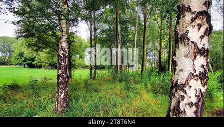 Bouleau argenté, le bouleau argenté est un petit arbre classique qui est cultivé dans les jardins depuis des décennies. Il a un contour gracieux de branches pleurantes provenant d'un tronc blanc. En automne, les feuilles deviennent jaune clair et vif Banque D'Images