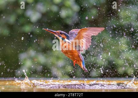 Un Kingfisher commun décolle de l'eau pour retourner à son perchoir après avoir échoué à attraper un poisson. Banque D'Images