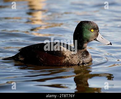 Nouvelle-Zélande Scaup. (Aythya novaeseelandiae), la saute néo-zélandaise (Aythya novaeseelandiae) communément appelée sarcelle noire, est une espèce de canard plongeant du genre Aythya. Il est endémique à la Nouvelle-Zélande. Ils sont un canard plongeant et peuvent rester en bas pendant vingt à trente secondes et descendre trois mètres pour chercher des plantes aquatiques, des petits poissons, des escargots d'eau, des moules et des insectes Banque D'Images