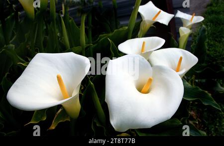 Calla Lilies, la calla la plus familière, cette plante de 3 pieds de haut et 2 pieds de large a de grandes fleurs blanches - jusqu'à 10 pouces de long - qui entourent une pièce centrale jaune crémeux en forme de doigt. Ils fleurissent de la fin du printemps au milieu de l'été. Les feuilles verticales en forme de flèche sont vertes et brillantes Banque D'Images