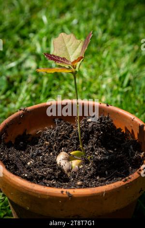 Un jeune chêne qui éclate d'un gland au printemps Banque D'Images