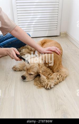 Une jeune femme peigne son chien épagneux de race pure. Une femme est assise les jambes croisées sur le sol. Banque D'Images