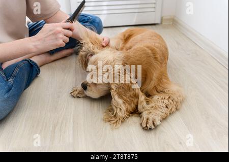 Une jeune femme peigne son chien épagneux de race pure. Une femme est assise les jambes croisées sur le sol. Banque D'Images