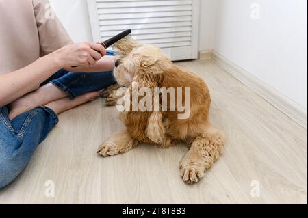 Une jeune femme peigne son chien épagneux de race pure. Une femme est assise les jambes croisées sur le sol. Banque D'Images