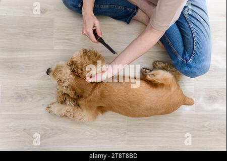 Une jeune femme peigne son chien épagneux de race pure. Une femme est assise les jambes croisées sur le sol. Vue d'en haut. Banque D'Images