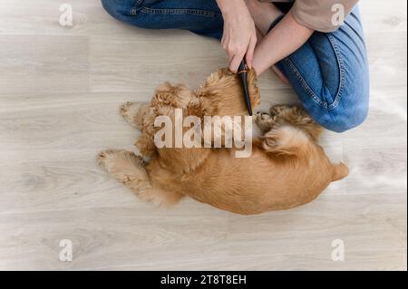 Une jeune femme peigne son chien épagneux de race pure. Une femme est assise les jambes croisées sur le sol. Vue d'en haut. Banque D'Images