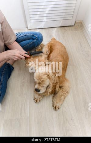 Une jeune femme peigne son chien épagneux de race pure. Une femme est assise les jambes croisées sur le sol. Vue d'en haut. Banque D'Images