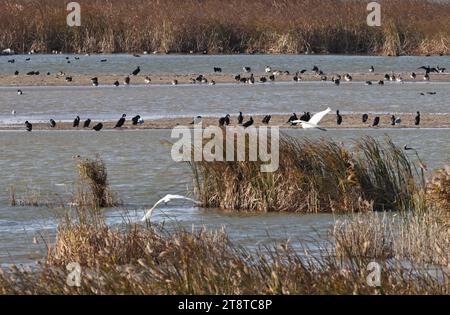 Jinan, province chinoise du Shandong. 12 novembre 2023. Des oiseaux migrateurs hivernants sont observés dans la réserve naturelle nationale du delta du fleuve jaune à Dongying, dans la province du Shandong, dans l'est de la Chine, le 12 novembre 2023. Crédit : Xu Suhui/Xinhua/Alamy Live News Banque D'Images