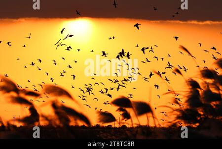 Jinan, province chinoise du Shandong. 12 novembre 2023. Des oiseaux migrateurs hivernants sont observés dans la réserve naturelle nationale du delta du fleuve jaune à Dongying, dans la province du Shandong, dans l'est de la Chine, le 12 novembre 2023. Crédit : Xu Suhui/Xinhua/Alamy Live News Banque D'Images