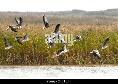 Jinan, province chinoise du Shandong. 12 octobre 2023. Des oiseaux sauvages sont observés dans la réserve naturelle nationale du delta du fleuve jaune à Dongying, dans la province du Shandong, dans l'est de la Chine, le 12 octobre 2023. Crédit : Xu Suhui/Xinhua/Alamy Live News Banque D'Images