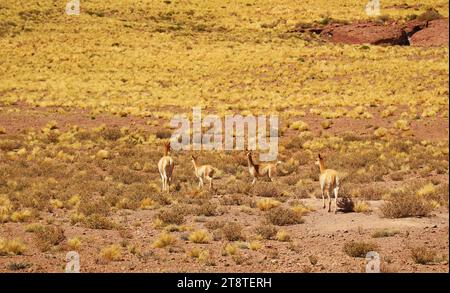 Troupeau de vigognes sauvages qui broutage dans le désert aride de la réserve nationale de Los Flamencos dans la région d'Antofagasta, dans le nord du Chili, en Amérique du Sud Banque D'Images