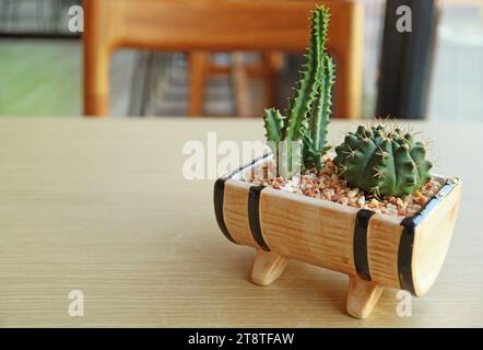 Mini-cactus de fées en pot et cactus de chin de Dwarf isolés sur une table en bois Banque D'Images