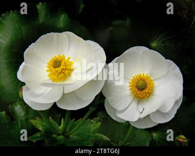 Mount Cook Lilis (7), un joyau floral des Néo-Zélandais est le Mt Cook Lilis (Ranunculus lyallii), cette plante alpine est en fait un buttercup mais, contrairement à la plupart des buttercups, elle produit des fleurs avec des pétales blancs purs. Il est préférable de le cultiver dans un climat frais, dans un endroit avec un excellent drainage Banque D'Images